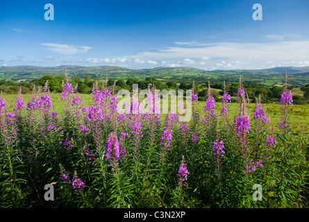 Rosebay Weidenröschen (Chamerion Angustifolium) unter die Sperrin Mountains, Grafschaft Tyrone, Nordirland. Stockfoto