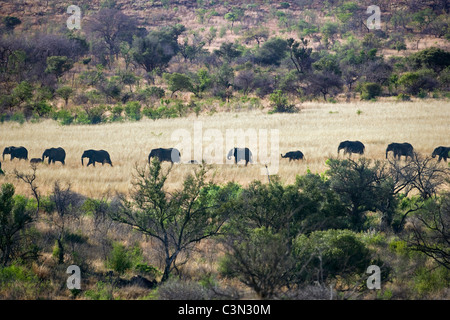 In der Nähe von Rustenburg, Südafrika Pilanesberg National Park. Herde von afrikanischen Elefanten, Loxodonta Africana. Stockfoto