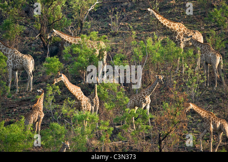 In der Nähe von Rustenburg, Südafrika Pilanesberg National Park. Herde von Graffes, Giraffa Plancius. Stockfoto