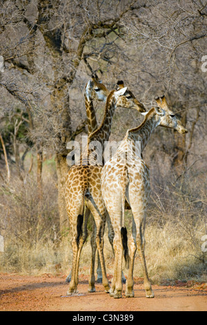 Südafrika, in der Nähe von Zeerust Madikwe Nationalpark. Giraffen, Giraffa Plancius. Stockfoto