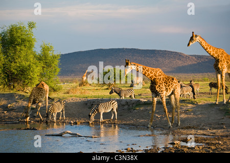 Südafrika, Madikwe Nationalpark Giraffe, Ceratotherium Simum Burchell-Zebra, Equus Burchelli trinken am Wasserloch Stockfoto