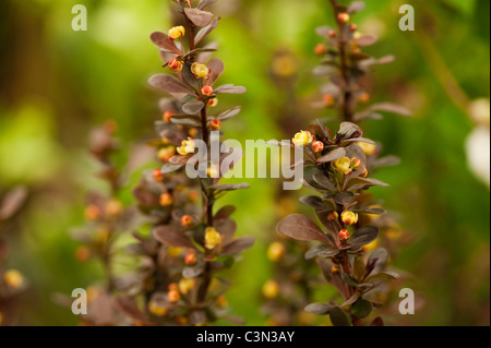 Berberis Thunbergii Atropurpurea F. "Helmond Säule" Stockfoto