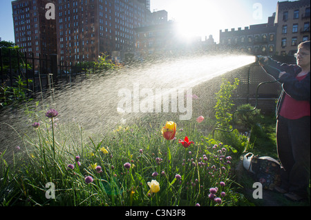 Eine Frau Gewässern ihr Patch in einem Gemeinschaftsgarten im New Yorker Stadtteil Chelsea Stockfoto