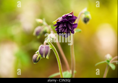 Akelei 'Blue Barlow' Stockfoto