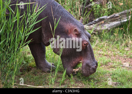 In der Nähe von Rustenburg, Südafrika Pilanesberg National Park. Nilpferd, Nilpferd. (Hippopotamus Amphibius). Stockfoto