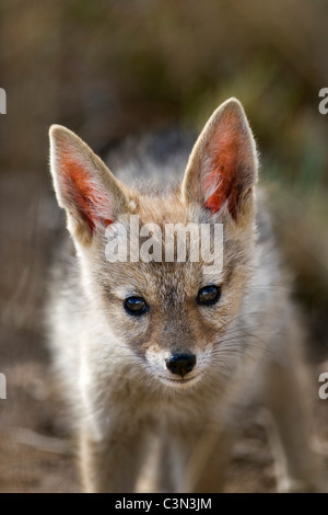 In der Nähe von Rustenburg, Südafrika Pilanesberg National Park. Blackbacked-Schakal. (Canis Mesomelas). Junge. Tasse. Stockfoto
