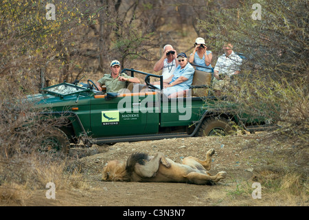 Südafrika, in der Nähe von Zeerust Madikwe Nationalpark. Touristen in Safari-Fahrzeug suchen im Lion, Panthera Leo. Stockfoto