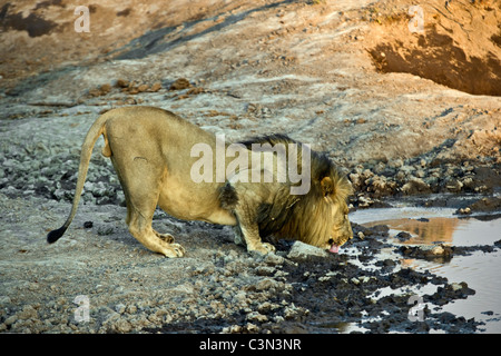 Südafrika, in der Nähe von Zeerust Madikwe Nationalpark. Lion, Panthera Leo, trinken. Stockfoto