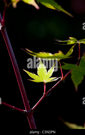 Acer Palmatum Sango Kaku. Japanischer Ahorn Baumblätter vor einem dunklen Hintergrund Stockfoto