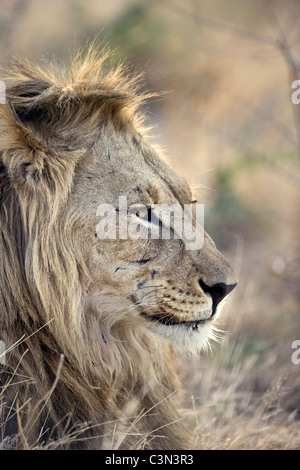 Südafrika, in der Nähe von Zeerust Madikwe Nationalpark. Löwe. (Panthera Leo). Männlich. Stockfoto