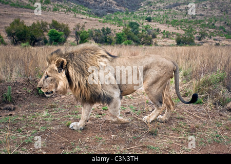 Südafrika, in der Nähe von Zeerust Madikwe Nationalpark. Löwe. (Panthera Leo). Männlich. Stockfoto