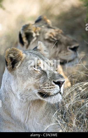 Südafrika, in der Nähe von Zeerust Madikwe Nationalpark. Zwei weibliche Löwen, Löwin. (Panthera Leo). Stockfoto