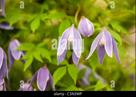 Clematis Alpina 'Cyanea' Stockfoto