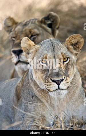 Südafrika, in der Nähe von Zeerust Madikwe Nationalpark. Zwei weibliche Löwen, Löwin. (Panthera Leo). Stockfoto