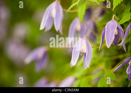 Clematis Alpina 'Cyanea' Stockfoto