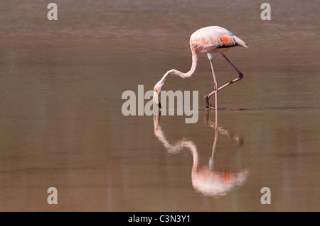 Größere Flamingo (Phoenicopterus Kautschuk) Punta Cormorant Floreana Insel Galapagos Ecuador Stockfoto