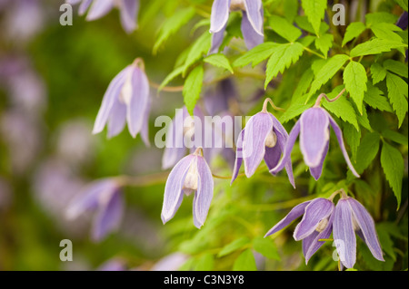 Clematis Alpina 'Cyanea' Stockfoto