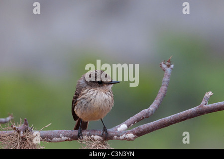 Weibliche Vermilion Flycatcher (Pyrocephalus Rubinus) thront auf einem Ast Santa Cruz Highlands Galapagos Ecuador Pazifischen Ozean Stockfoto