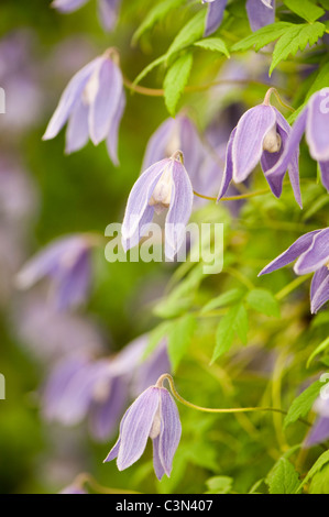 Clematis Alpina 'Cyanea' Stockfoto