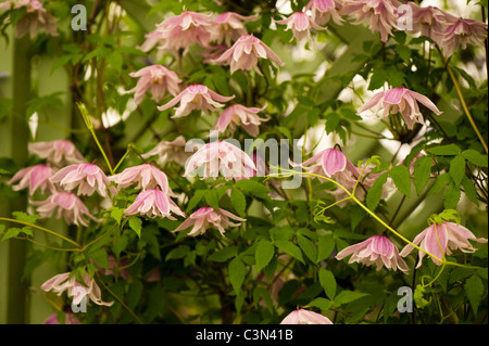 Clematis Macropetala 'Propertius' Stockfoto