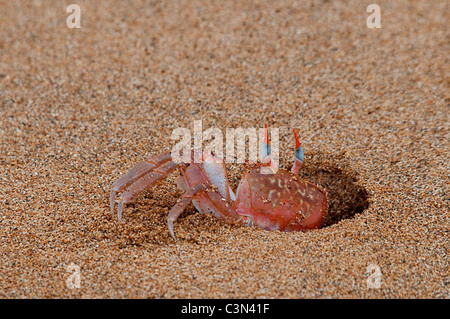 Ghost-Krabbe (Ocypode Gaudichaudii) aus ein Loch an einem Strand Floreana Galapagos Ecuador Südamerika Pazifischen Ozean Stockfoto