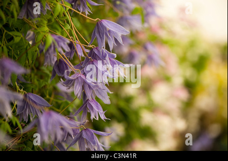 Clematis macropetala Stockfoto