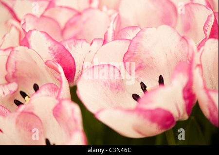 Tulipa 'Shirley', Triumph-Tulpen Stockfoto