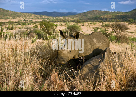 In der Nähe von Rustenburg, Südafrika Pilanesberg National Park. Breitmaulnashorn, Ceratotherium Simum. Stockfoto