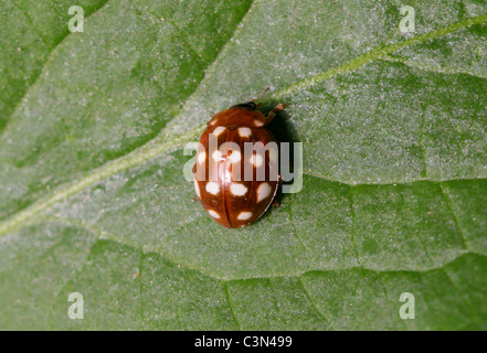 Creme Spot Ladybird, Calvia Quatuordecimguttata oder Calvia 14 Guttata, Coccinellidae Stockfoto