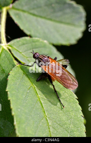 Tanz zu fliegen, Empis Tessellata, Fortsätzen, Diptera, UK. Auf einem Blackthorn Blatt sitzen. Fütterung auf Beute. Stockfoto