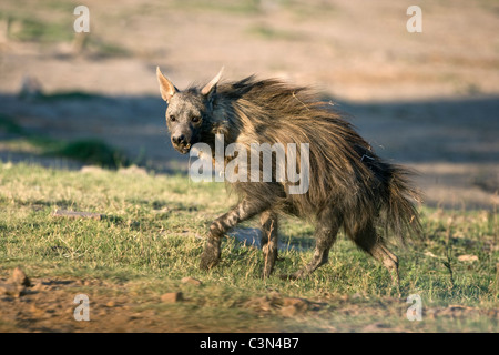 Südafrika, in der Nähe von Zeerust Madikwe Nationalpark. Braune Hyäne. (Zerbeissen Brunnea, ehemals Parahyaena brunnea0. Stockfoto