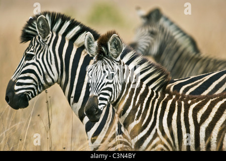 In der Nähe von Rustenburg, Südafrika Pilanesberg National Park. Drei Burchell-Zebras, Equus Burchelli. Stockfoto