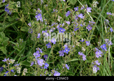 Gamander-Ehrenpreis, Veronica Chamaedrys, Wegerichgewächse. Auch bekannt als Katzen Auge. Eine britische wilde Blume. Stockfoto