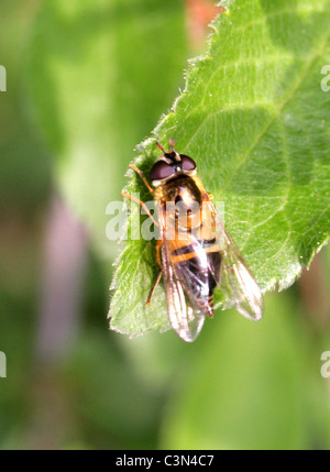 Hoverfly, Epistrophe Eligans, Syrphidae, Diptera. Weiblich Stockfoto