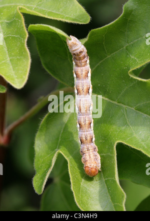 Caterpillar der fleckige Umbra Motte, Erannis Defoliaria, Geometridae. Stockfoto