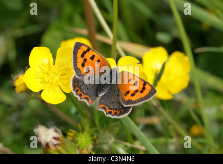 Kleine Kupfer Schmetterling, Lycaena Phlaeas, Lycaenidae. Britische Schmetterling, UK Stockfoto