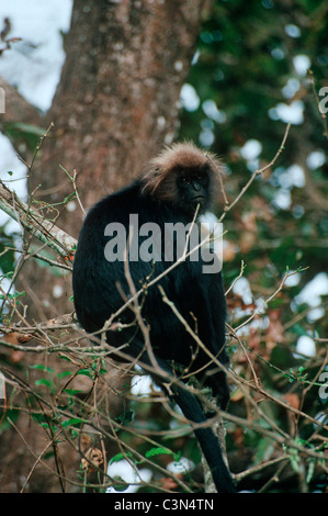 Nilgiri-Languren-Affen (Trachypithecus Johnnii: Cercopithecidae) im immergrünen Wald, Indien. Stockfoto