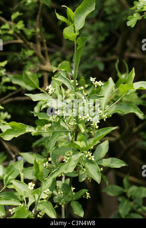 Baum in Blüte, Euonymus Europaeus, Celastraceae der Spindel. Stockfoto