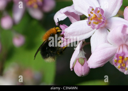 Baum-Hummel, Bombus Hypnorum, Apidae, Hymenoptera. Stockfoto