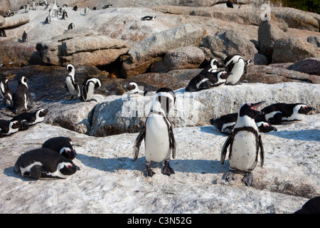 Südafrika, Kap-Halbinsel, Simonstown, Boulders Beach. Jackass Pinguine, auch: afrikanische Pinguine. Stockfoto
