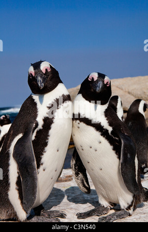 Südafrika, Kap-Halbinsel, Simonstown, Boulders Beach. Jackass Pinguine, auch: afrikanische Pinguine. Stockfoto