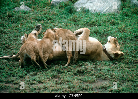 Löwe (Panthera Leo: Felidae), Löwin mit Radio Kragen gesäugt werden, von ihren jungen, Tansania Stockfoto