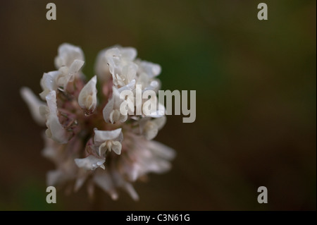 Weiß-Klee Stockfoto