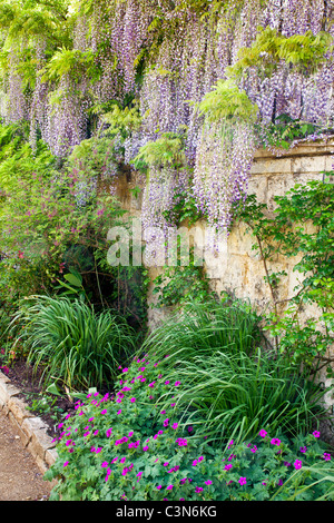 Blühende chinesische Wisteria Sinensis auf dem Gelände des Worcester College, Universität Oxford, Oxfordshire, England, UK Stockfoto