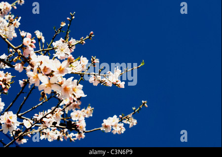 Einen Mandelbaum in Blüte gegen den Himmel Stockfoto