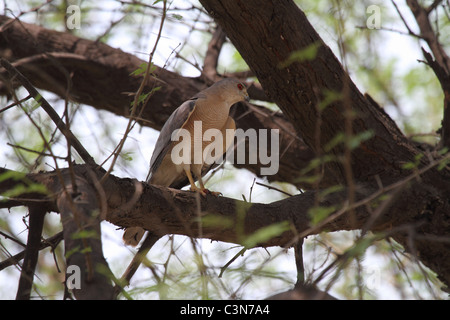 Shikra, Accipiter badius Stockfoto
