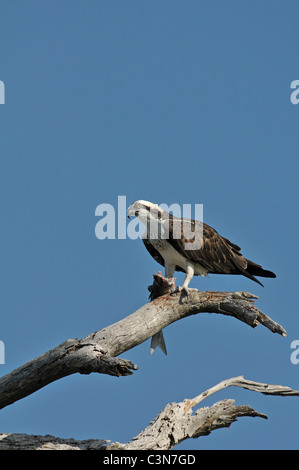 Fischadler: Pandion Haliaetus. Mit Fisch. Honeymoon Island, Florida, USA. Stockfoto
