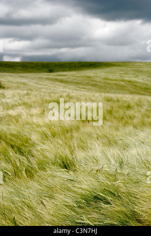 Wind über goldene Weizenfeld unter bedrohlichen Gewitterhimmel Stockfoto