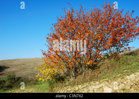 Rote Kirsche und Nussbaum Büsche am Hang unter blauem Himmel gelb Stockfoto