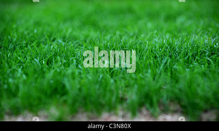 Rasen Sie wächst auf dem Spielfeld der New Brighton and Hove Albion Football Stadium bezeichnet die American Express Community Stadium Stockfoto